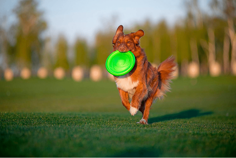 super tough dog frisbee