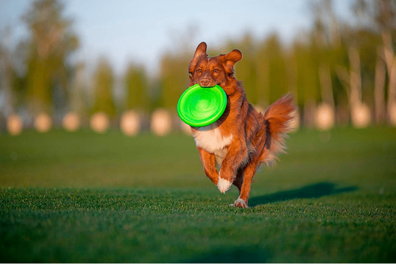 indestructible dog frisbee