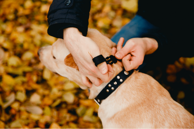 Best collars for dog training