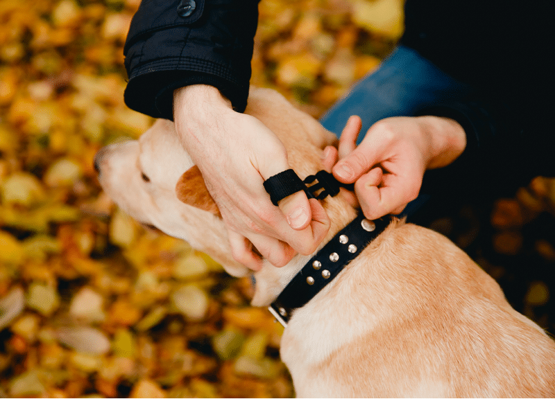 Best Dog Training Collars 8 Options You Might be Considering