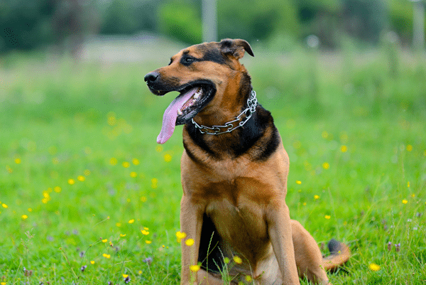 Dog Training Collar: Pinch Collar