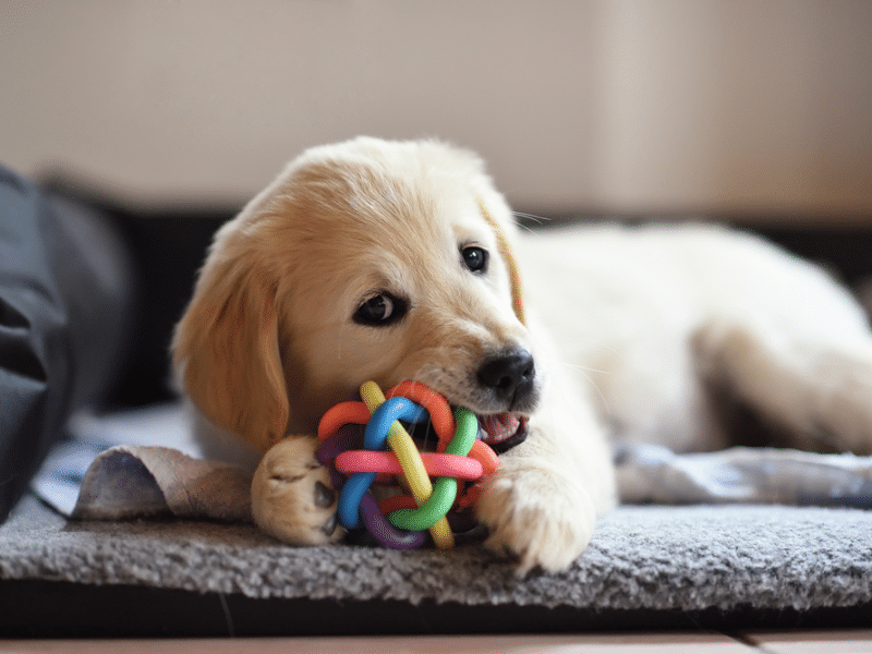 dog toys to keep them busy