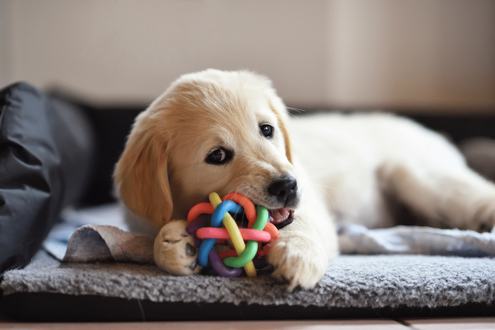 toys that keep puppies occupied