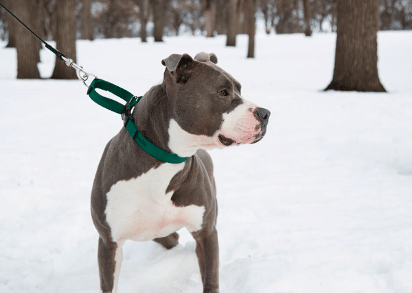 Martingale Collar for dogs