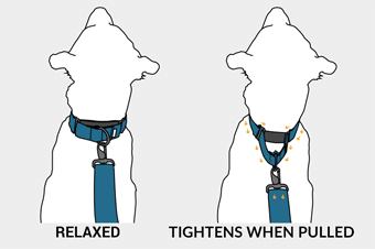 Martingale Dog Collar