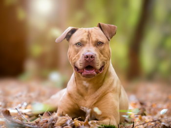 Best dog foods for Pit bulls