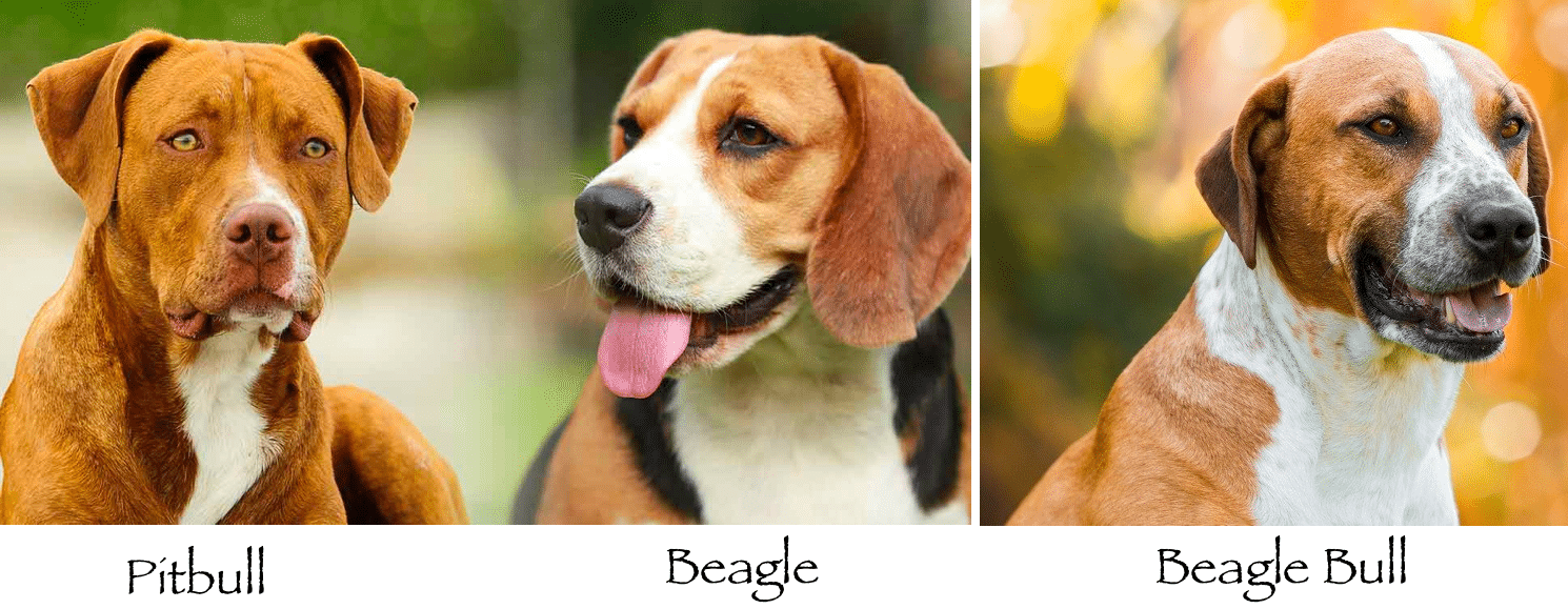 Pitbull Beagle Mix