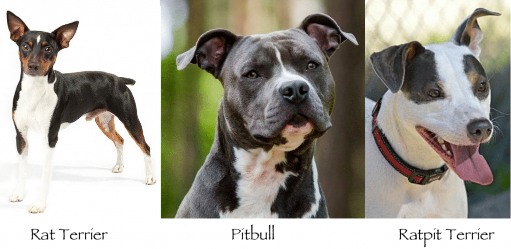 Top 25+ Ridiculously Adorable Pitbull Mixes You Will Love
