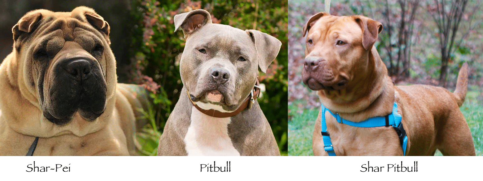 Top 25 Ridiculously Adorable Pitbull Mixes You Will Love