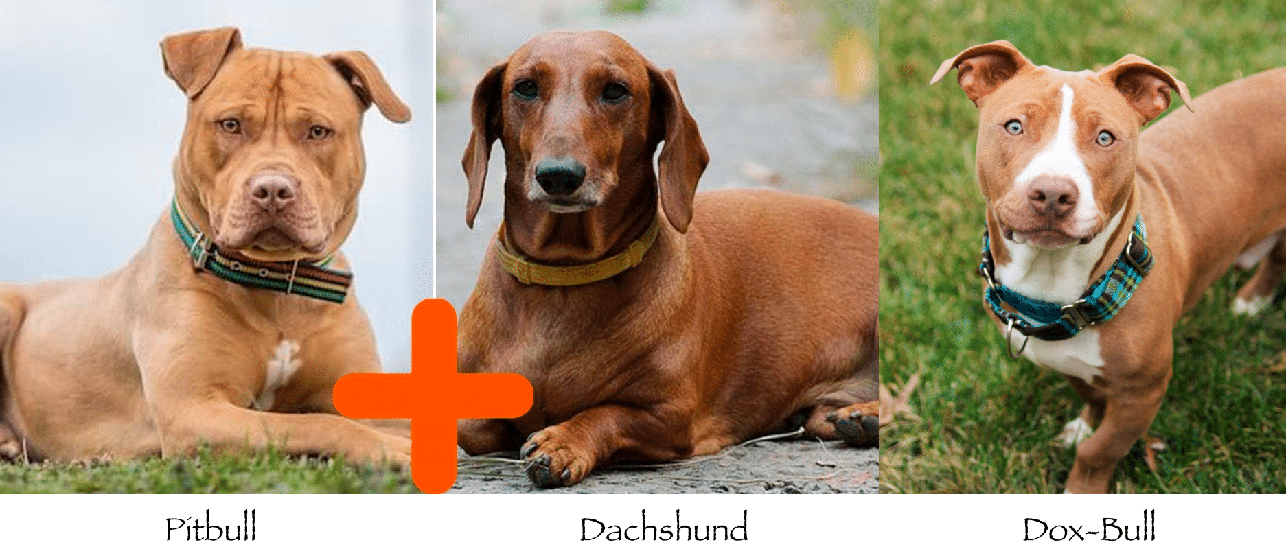 dachshund pitbull mix