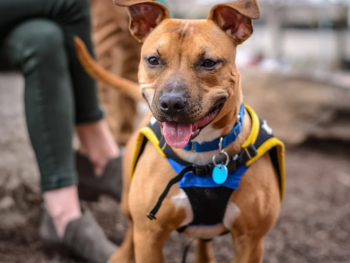 Training a Pit bull