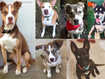 Pitbull Husky Mix - Pitsky