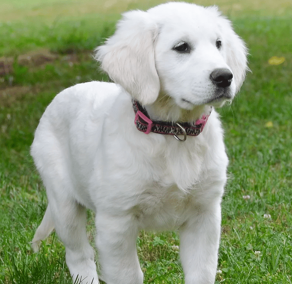 Classic Heritage Golden Retrievers