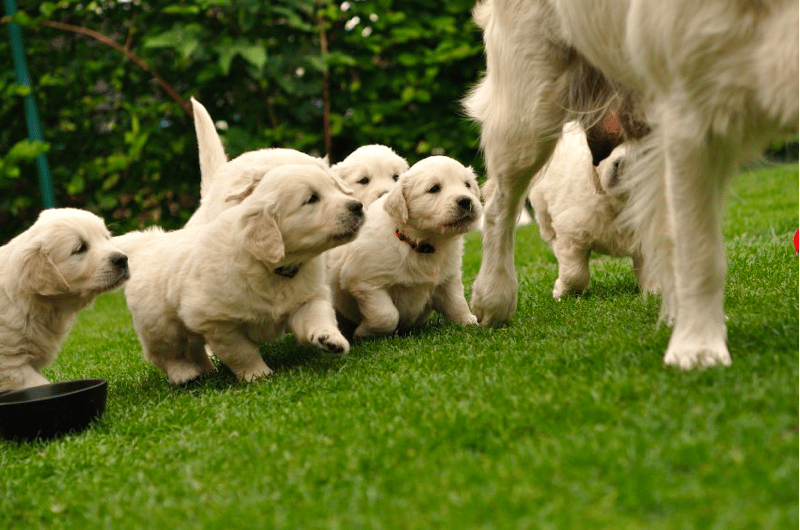 Golden Meadows Golden Retrievers