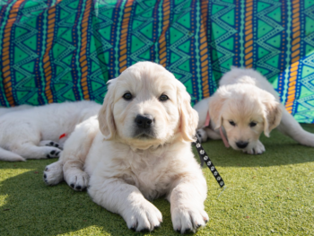 Nicholberry Goldens Puppies in California