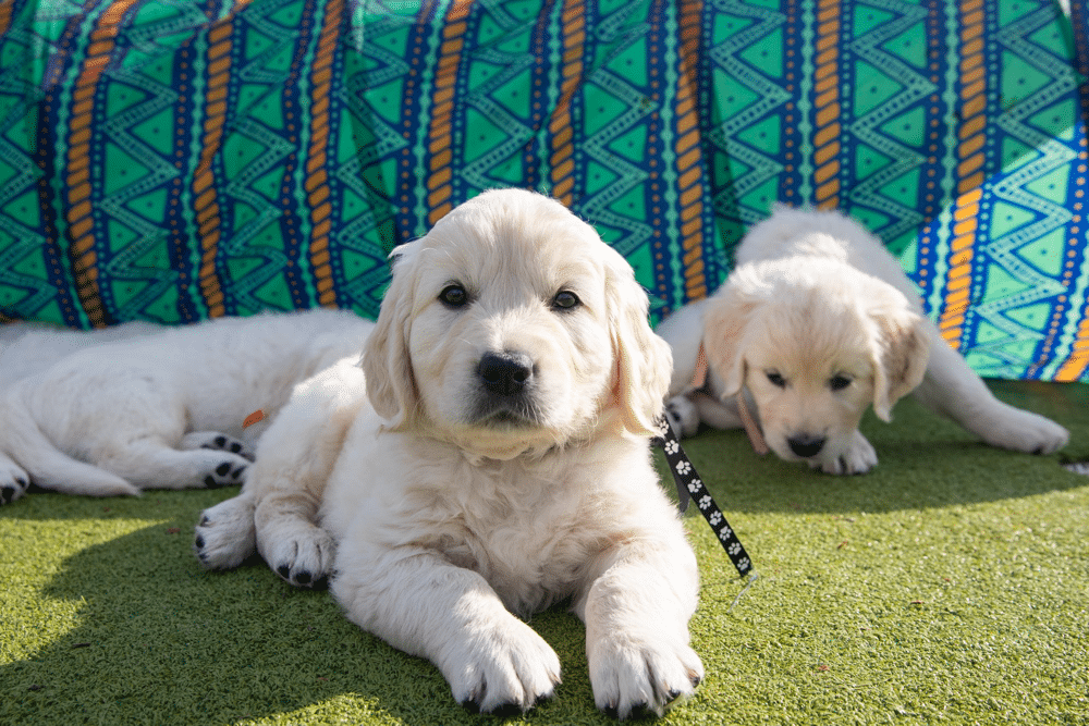 Nicholberry Goldens Puppies in California