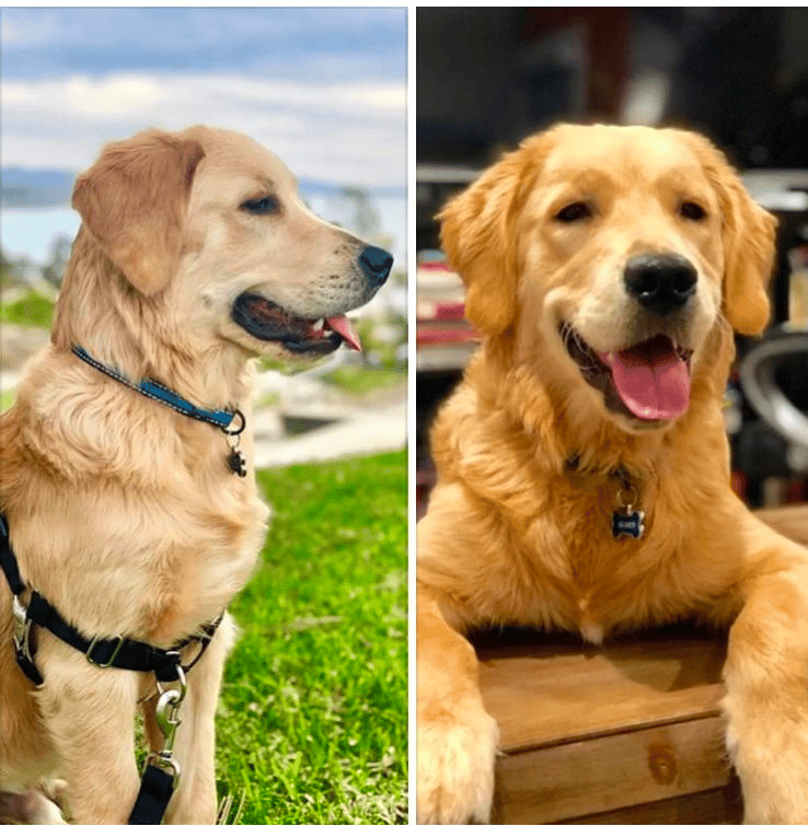 Prim’s Golden Retrievers