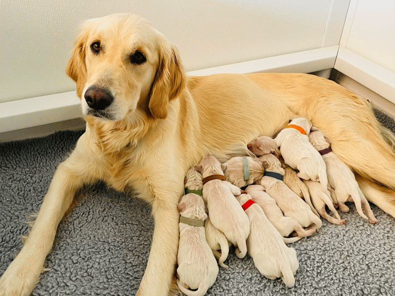 Rooster Valley Golden Retrievers