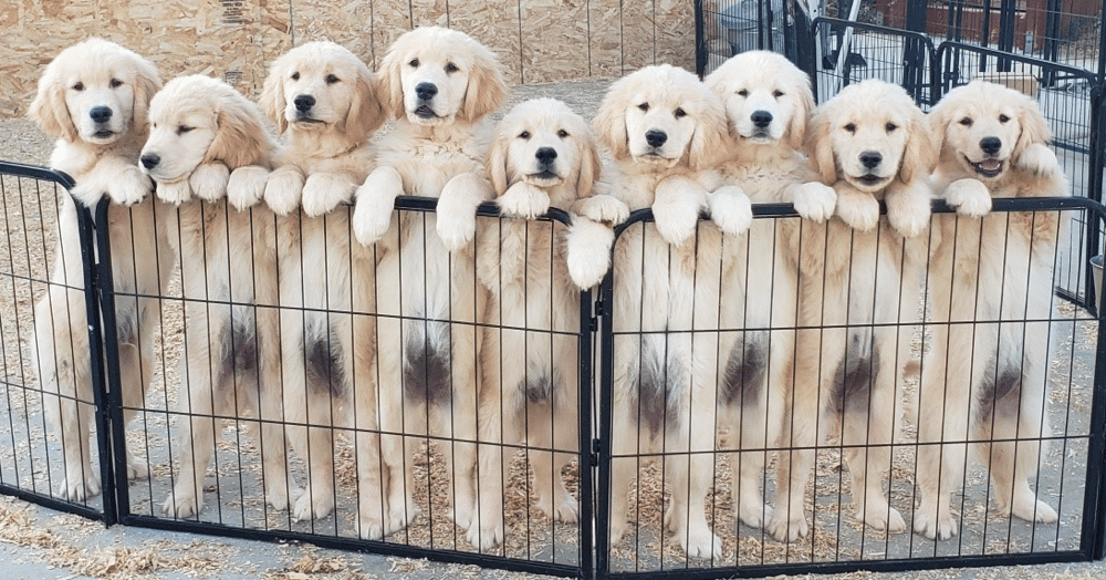 Shadalane Golden Retrievers