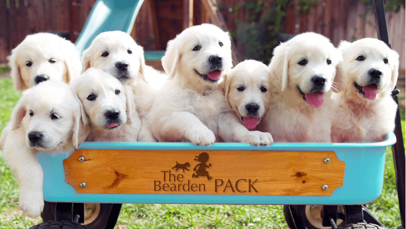 The Bearden Pack Golden Retriever California