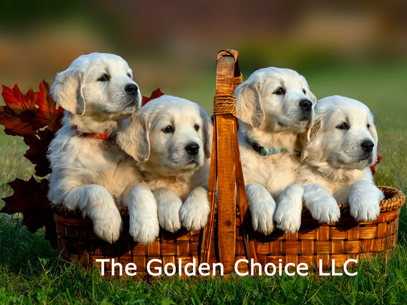 The Golden Choice