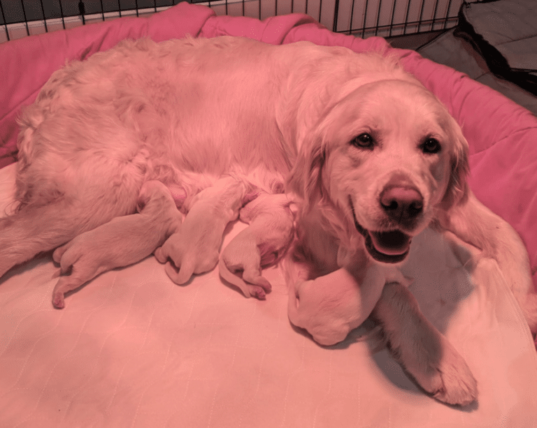 Top 40 Best Golden Retriever Breeders in Michigan (MI)