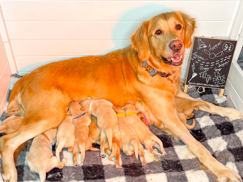 Best Golden Retriever breeders