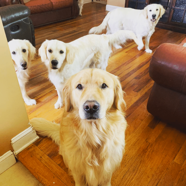 Top 40 Best Golden Retriever Breeders in Michigan (MI)