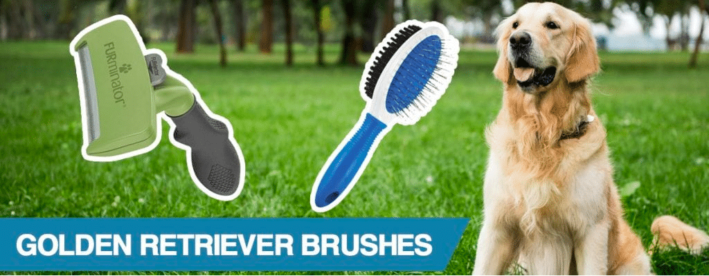 Choose the Best Brush for Golden Retriever