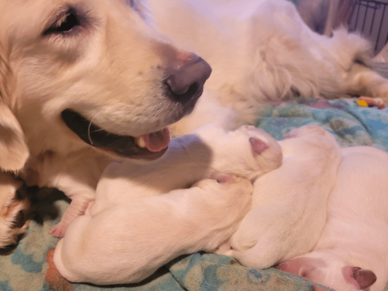 Top 40 Best Golden Retriever Breeders in Michigan (MI)