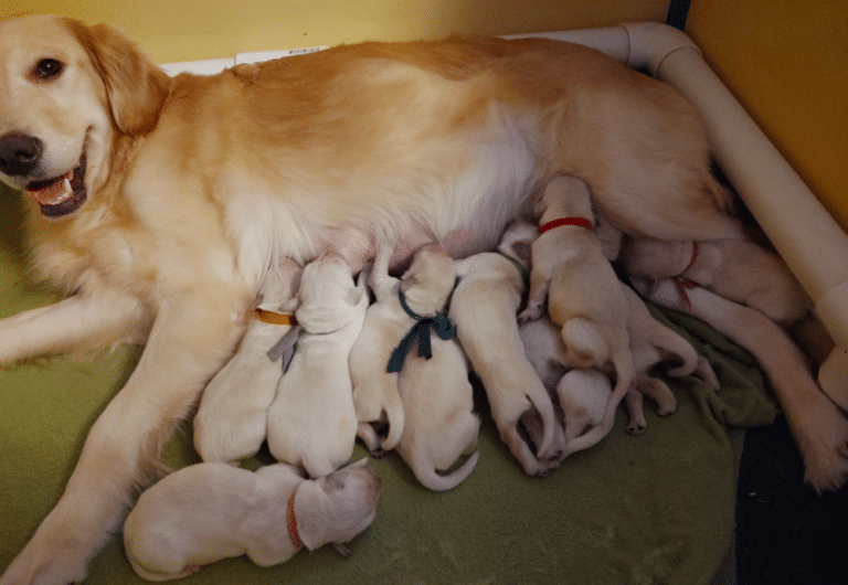 Top 40 Best Golden Retriever Breeders in Michigan (MI)