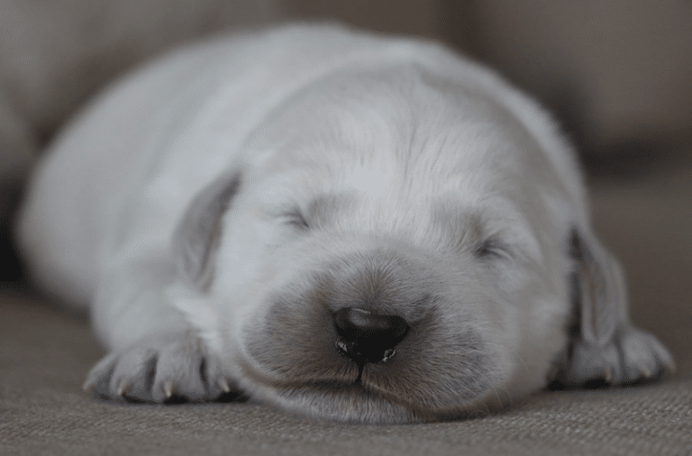 Top 40 Best Golden Retriever Breeders in Michigan (MI)