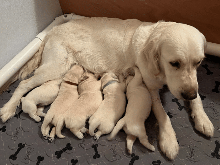 Top 40 Best Golden Retriever Breeders in Michigan (MI)