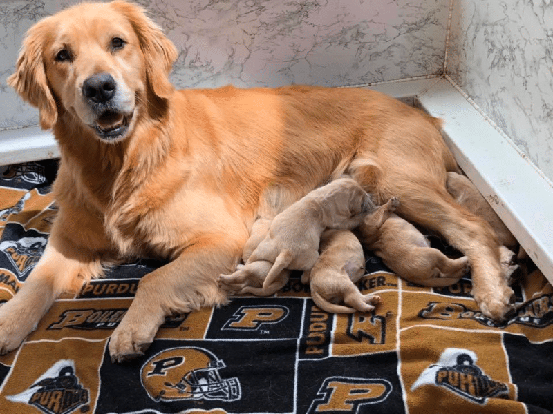 Top 40 Best Golden Retriever Breeders in Michigan (MI)