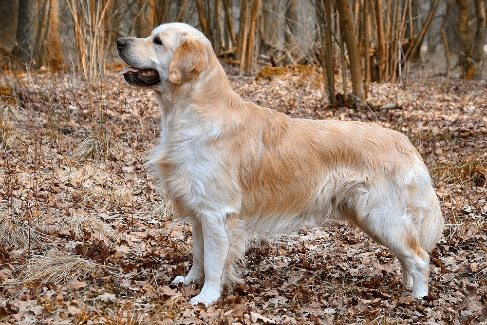 Golden Retriever Appearance