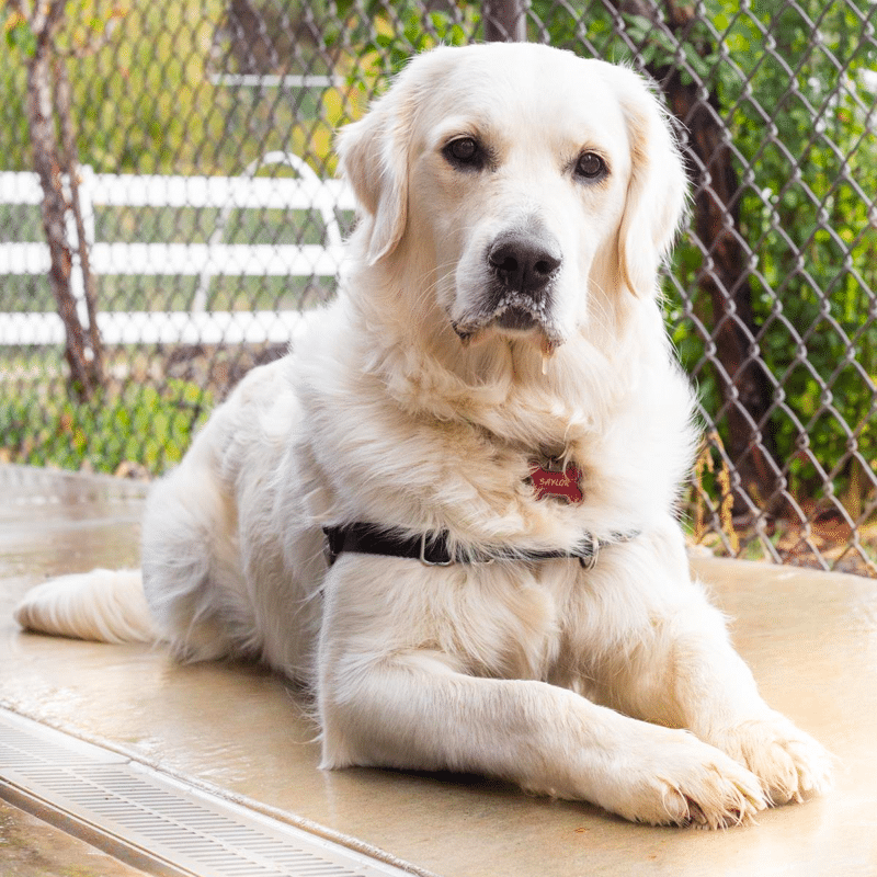 Golden Retriever Temperament