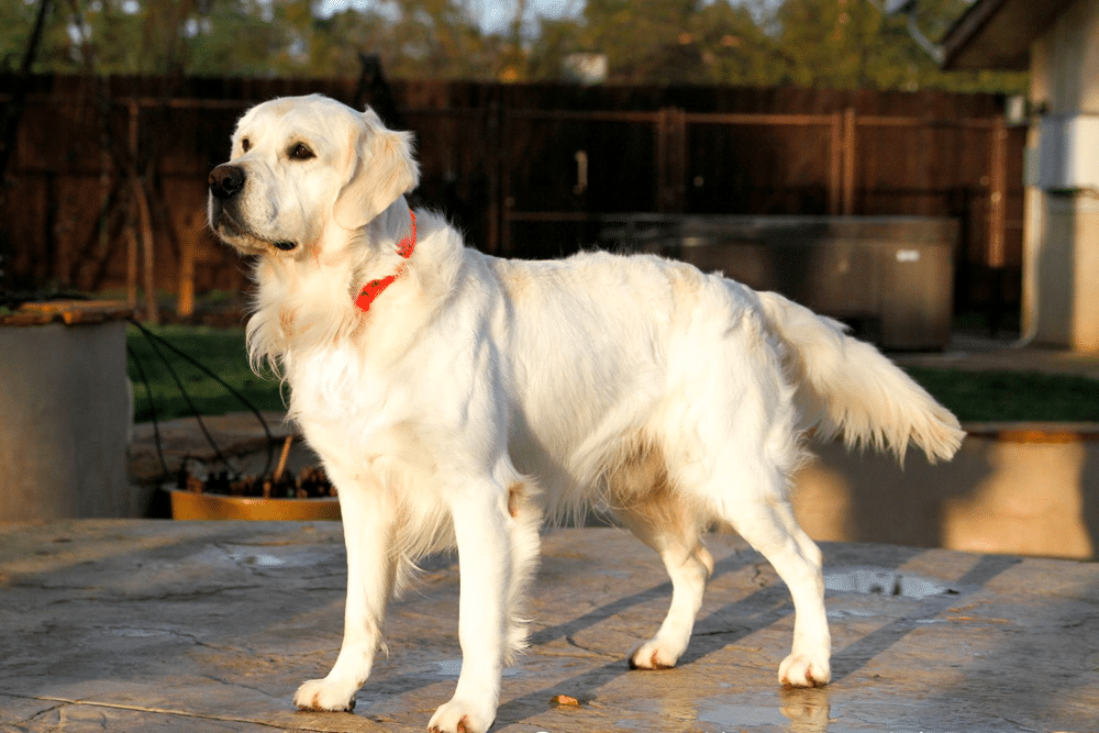 Golden Retrievers