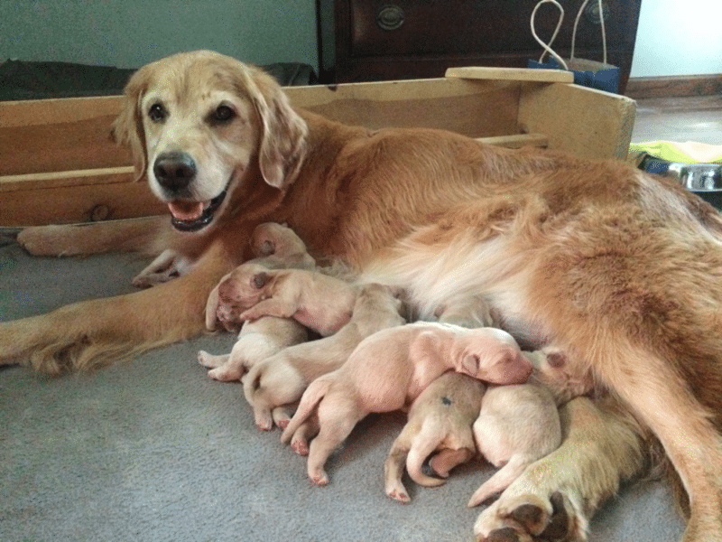 Top 40 Best Golden Retriever Breeders in Michigan (MI)