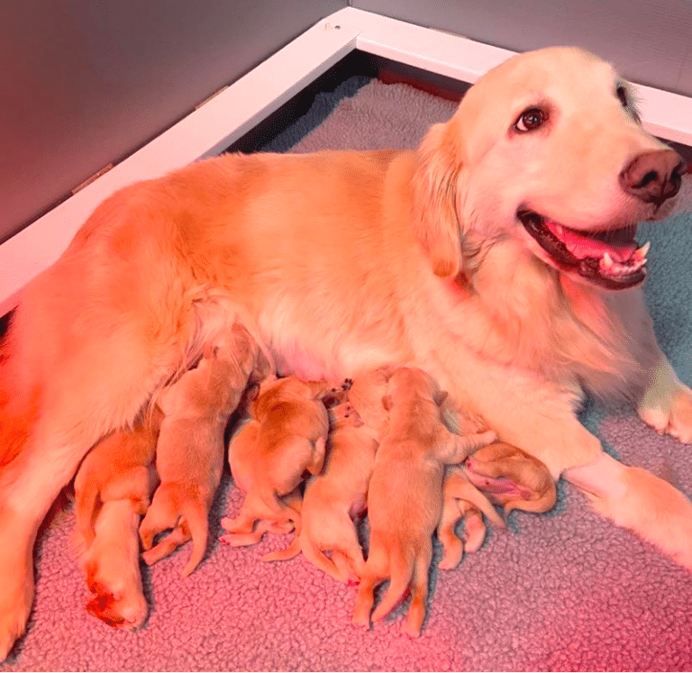 Top 40 Best Golden Retriever Breeders in Michigan (MI)