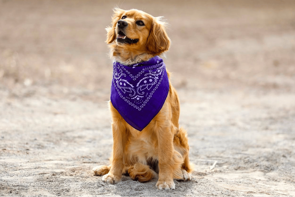 Miniature Golden Retrievers