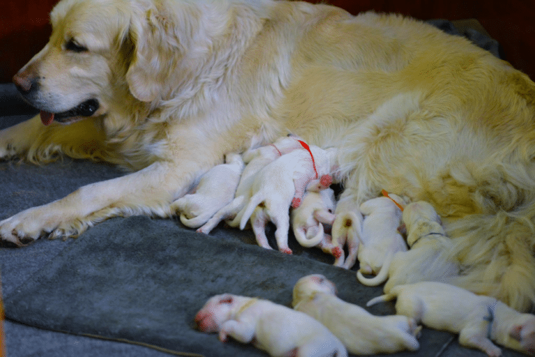 Top 40 Best Golden Retriever Breeders in Michigan (MI)