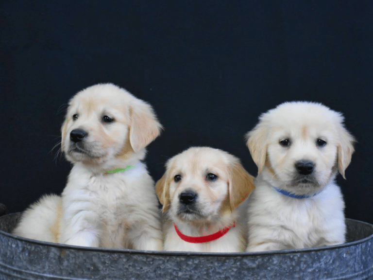 Top 40 Best Golden Retriever Breeders in Michigan (MI)