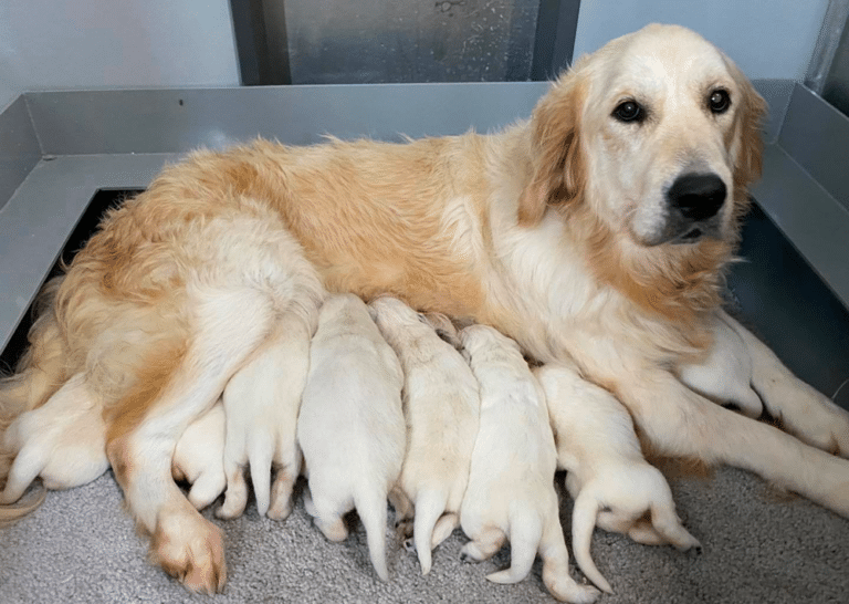 Top 34 Best Golden Retriever Breeders In Ohio (OH)