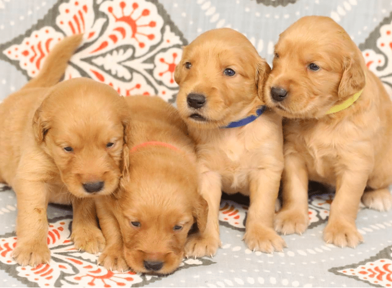 Top 34 Best Golden Retriever Breeders In Ohio (OH)