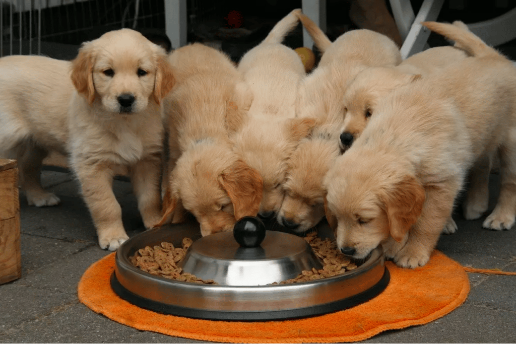 Best Dog Food for Golden Retrievers