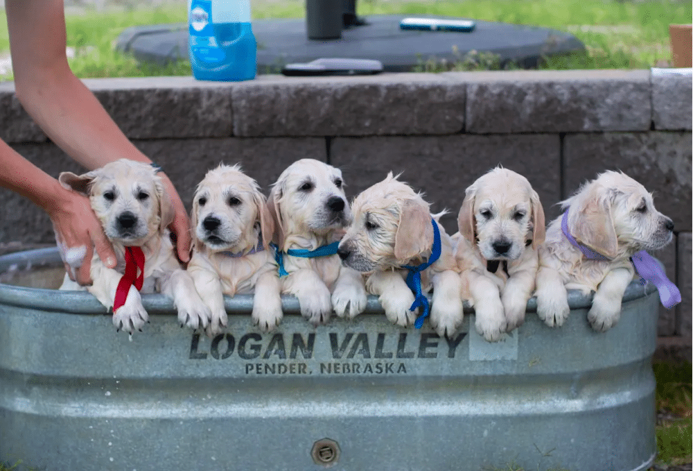 Best Dog Shampoo for Golden Retriever Puppies