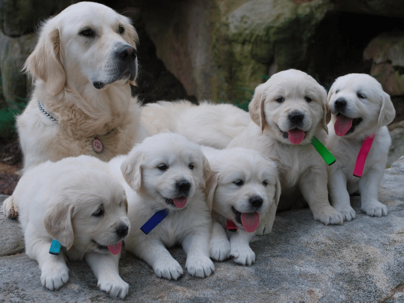 Top 10 Best Golden Retrievers Breeders in Pennsylvania (PA)