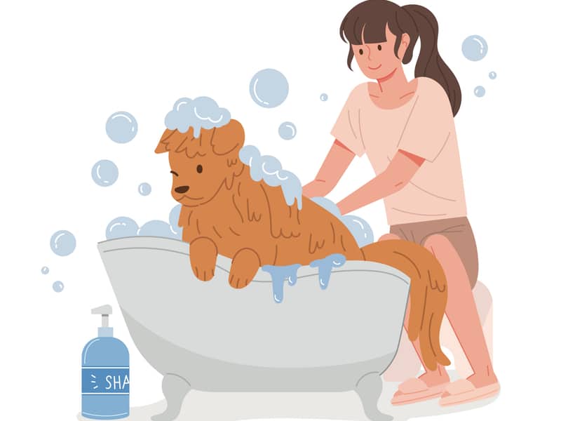 Best Shampoos for Golden Retrievers