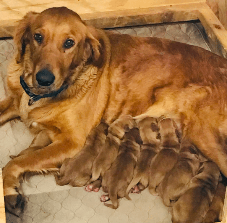 Top 34 Best Golden Retriever Breeders In Ohio (OH)