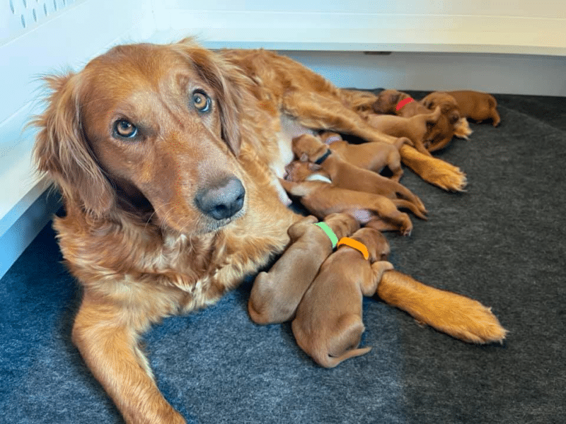 Top 12 Best Golden Retriever Breeders In Colorado (CO)
